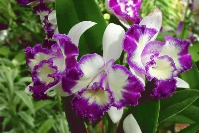 imagens jigsaw puzzle