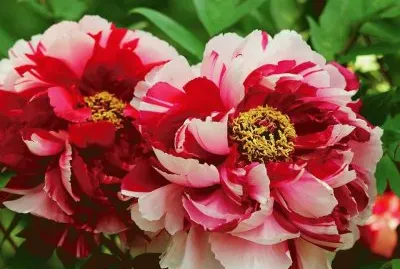 imagens jigsaw puzzle