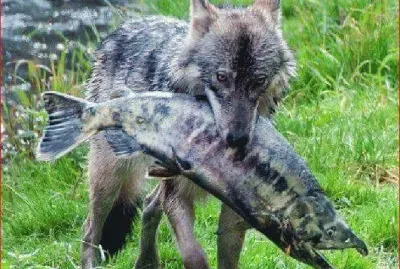 LOBO PESCADOR