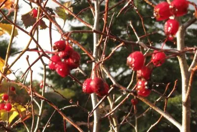 Berries on the bush