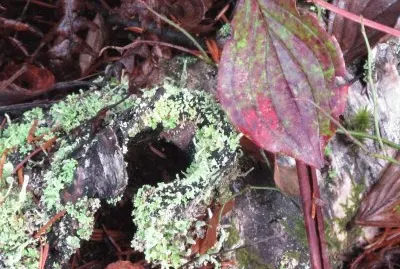 Fall on the forest floor