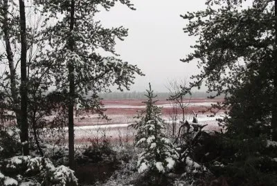 Winter on the blueberry fields