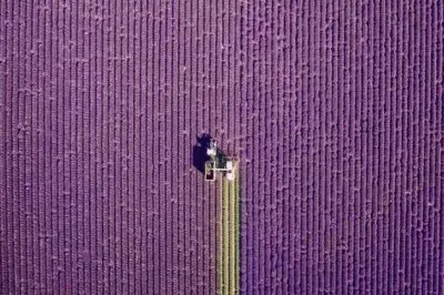 Campos de Lavanda en Valensole, Provenza, Francia,
