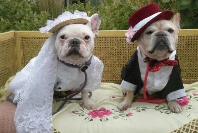 Cute Bride and Groom Dogs