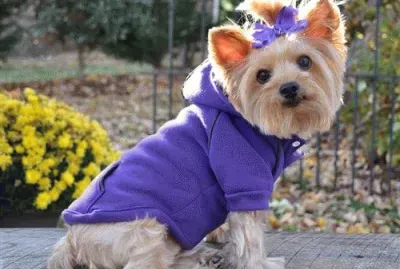 Cute Dog in Winter Hoodie