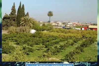ALJUCER (MURCIA) - HUERTA EL PALMAR