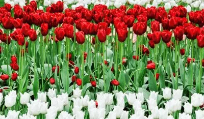 פאזל של Tulipani