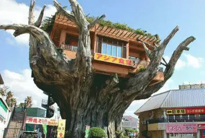 Treehouse Eatery in Japan