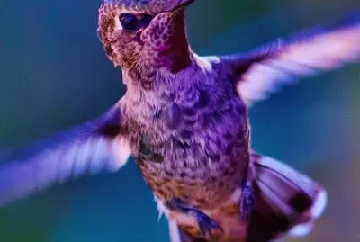 Purple Fluttering Hummingbird