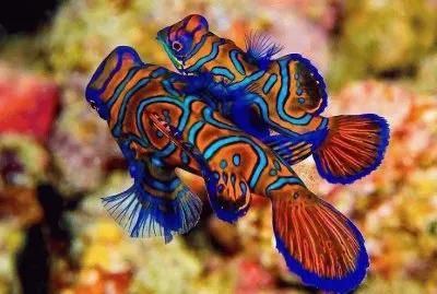 (209) Peixes ornamentais jigsaw puzzle