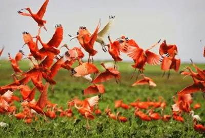 Corocoras. Llano venezolano. Venezuela