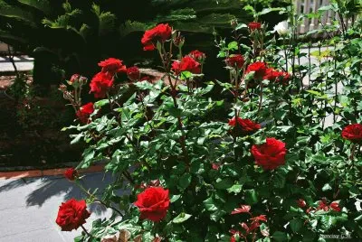 rosales jigsaw puzzle