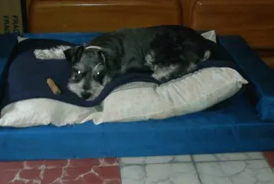chatos