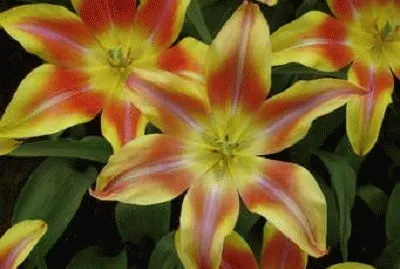 פאזל של natural