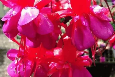 פאזל של Beautiful Vibrant Fuchsia