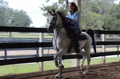 King of Diamonds HHF  "Dillon "  Arabian Gelding
