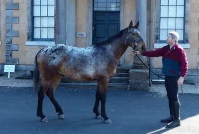 Orion a 17 hands blanket Appaloosa - Anne Nicholl