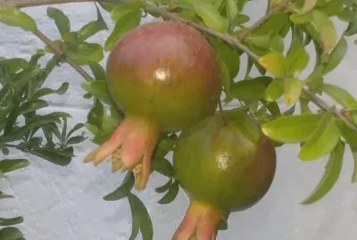 פאזל של Granadas