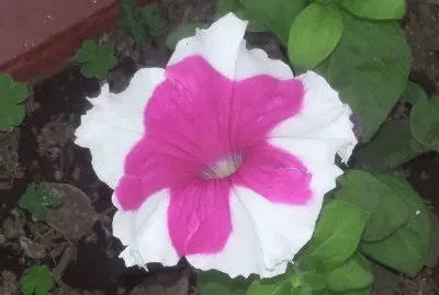 Petunia