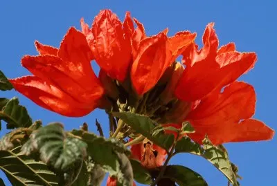 tulpenbaum jigsaw puzzle