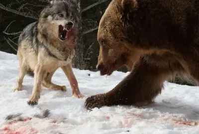 Lobo VS Oso, MontaÃ±as Rocosas, Montana, (foto Cate