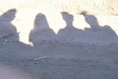 Shadows