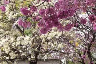 En Santiago del Estero. Argentina