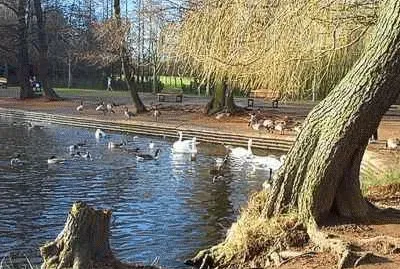 The Lake at Wollaton