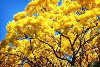 Araguaney - Venezuela jigsaw puzzle