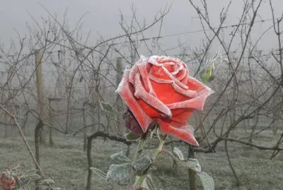 imagens jigsaw puzzle