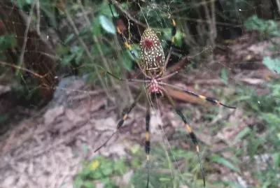 ARAÃ‘A