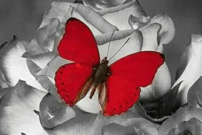 MARIPOSA jigsaw puzzle