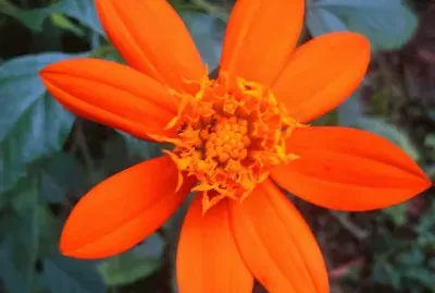 FLOR