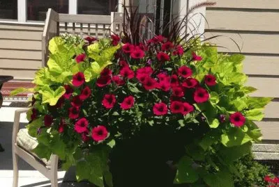 Beautiful Petunias with Sweet Potato Vines