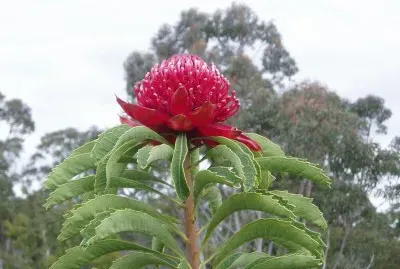 Waratah, Australia