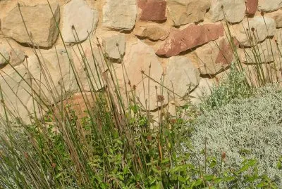 Grass textures, Australia