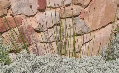 Grasses and wall, Australia