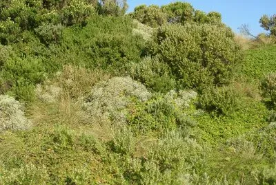 Coastal bushes, Great Ocean Road, Australia