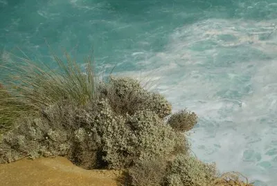 Coastal grasses against water, Australia