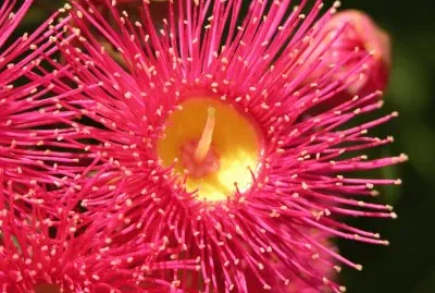 Red and yellow flowers on bush, Australia