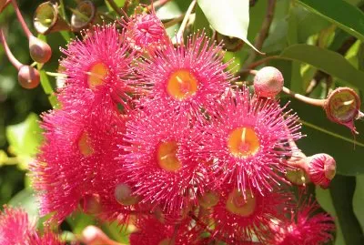 Red and yellow flowers on bush 2, Australia