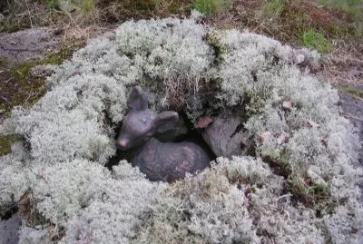Fawn in moss, Sweden