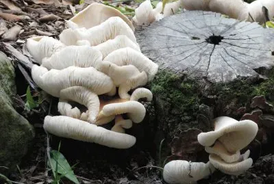 Tree mushrooms