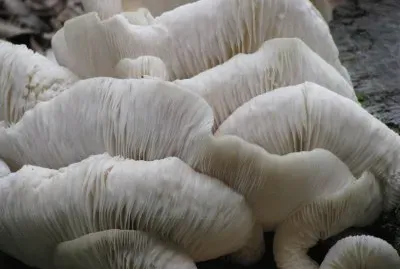 פאזל של Tree mushrooms close-up, Australia