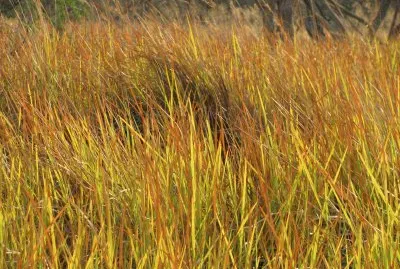 פאזל של Elephant grass, Botwsana
