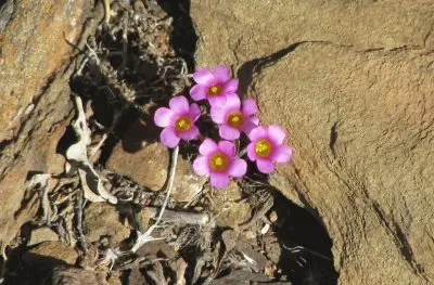 פאזל של Pink flowers in the rock, South Africa