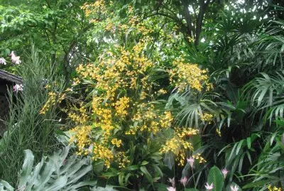 Yellow bush, Singapore