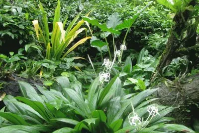 Wispy white flowers among green, Singapore