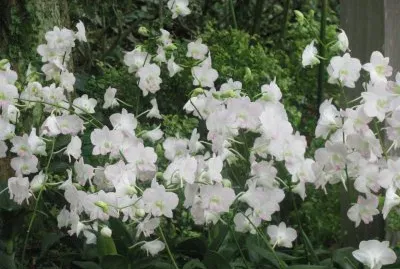 White flowers, Singapore