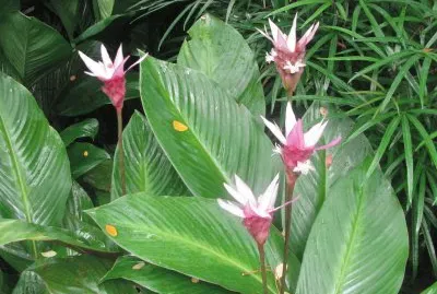White and maroon lilies, Singapore